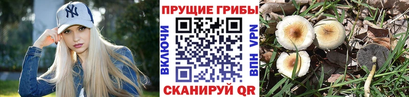 Псилоцибиновые грибы Psilocybe  Шахты 