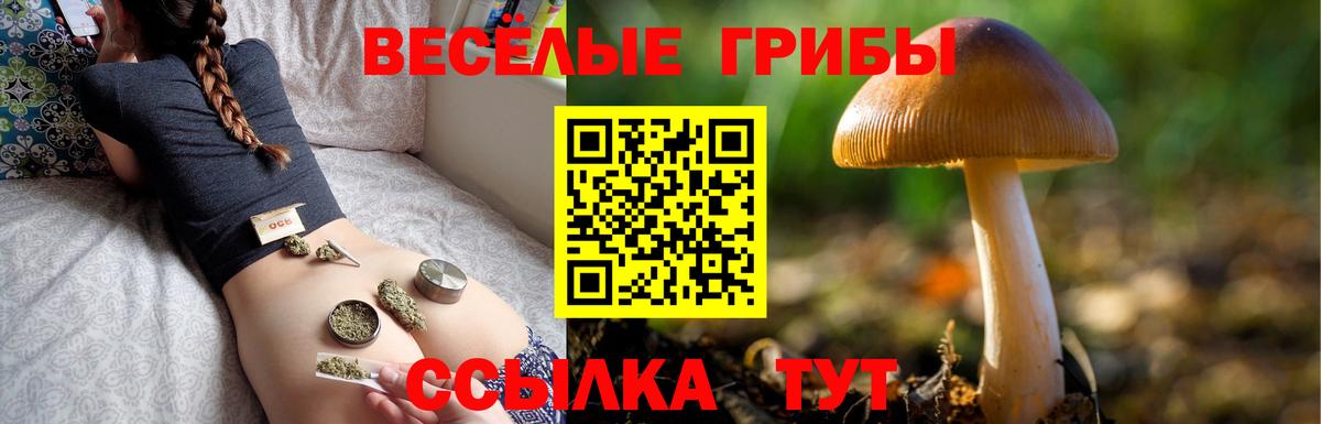Псилоцибиновые грибы Psilocybine cubensis Шахты